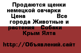 Продаются щенки немецкой овчарки!!! › Цена ­ 6000-8000 - Все города Животные и растения » Собаки   . Крым,Ялта